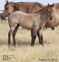 Divi It Up MA's 2023 Dun Roan Colt